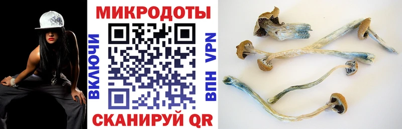 Псилоцибиновые грибы Cubensis  Вытегра 
